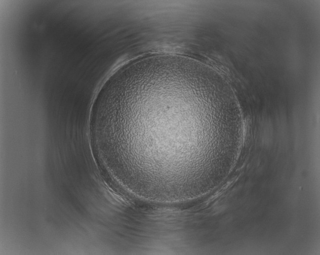 X0000073850195200608241051