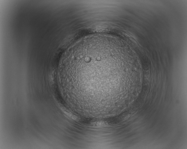 X0000073850503200608241046