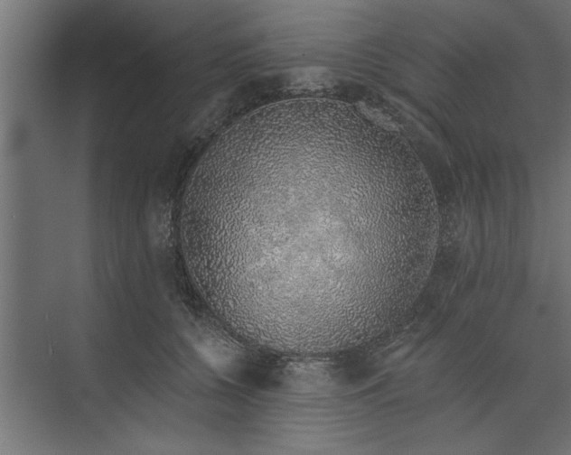 X0000073850560200608241045