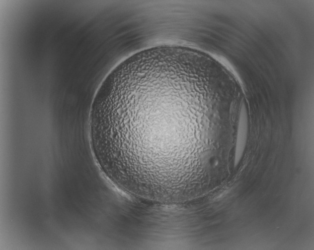 X0000073850903200608241039