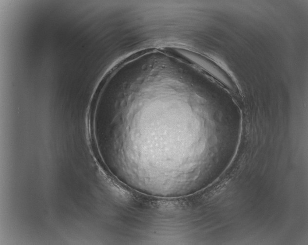 X0000073851032200608241037