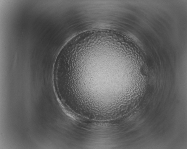 X0000073851039200608241037