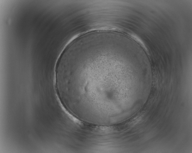 X0000073851095200608241036