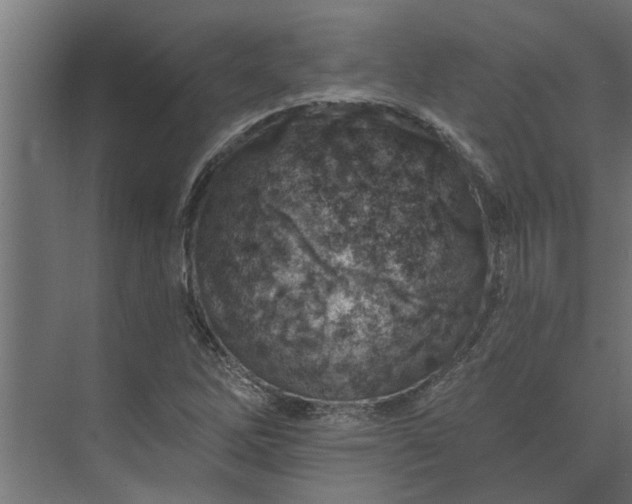 X0000073851262200608241033