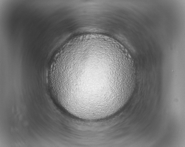 X0000073850014200608312012