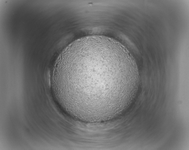 X0000073850022200608312012