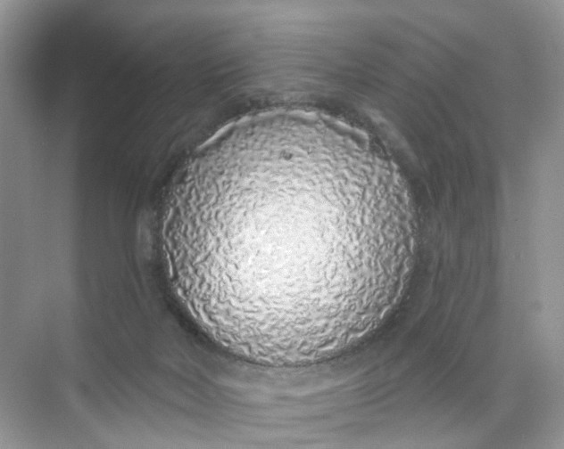 X0000073850026200608312012