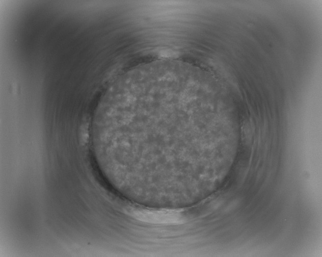 X0000073850032200608312012