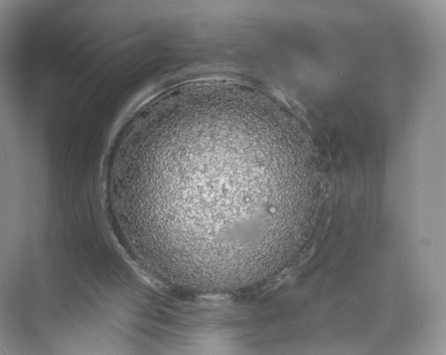 X0000073850053200608312011