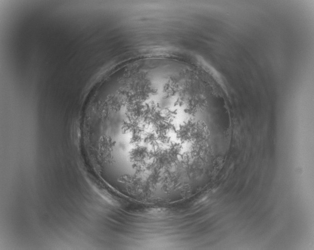 X0000073850059200608312011