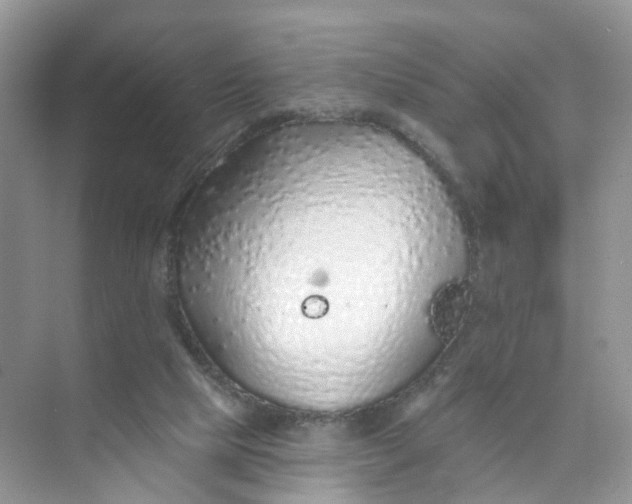 X0000073850065200608312011