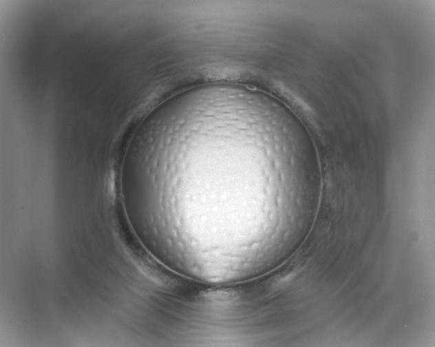 X0000073850067200608312011