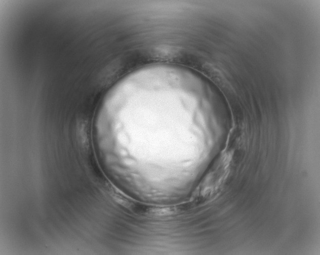 X0000073850131200608312010