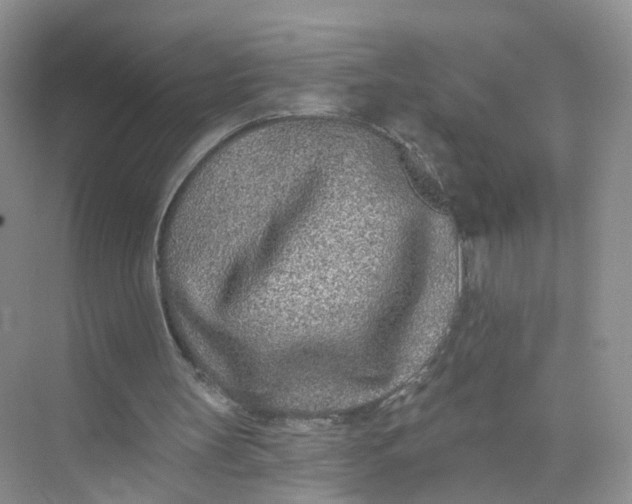 X0000073850147200608312009