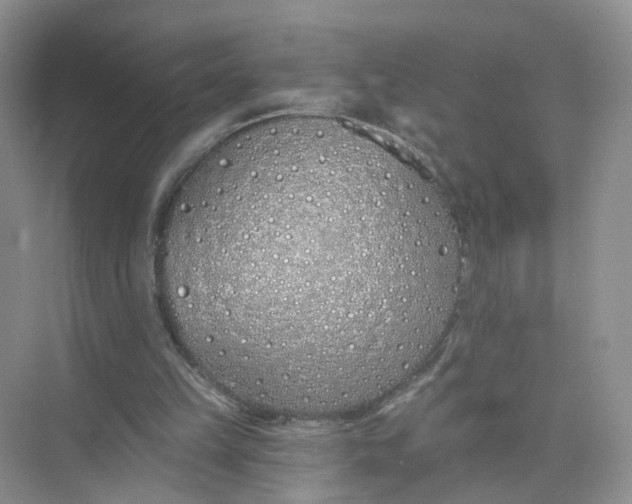 X0000073850149200608312009