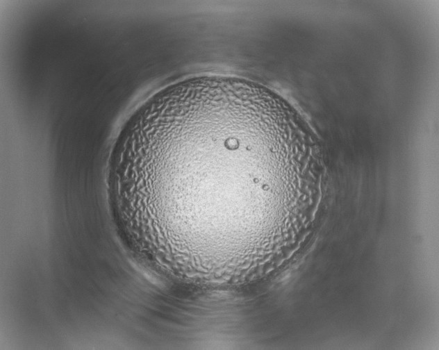 X0000073850151200608312009