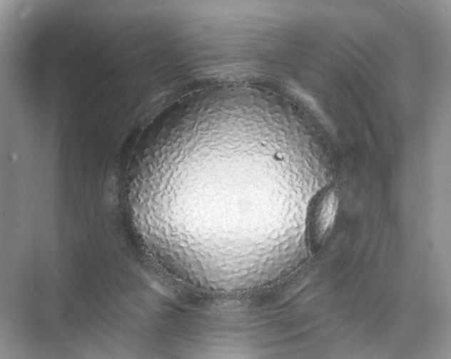 X0000073850161200608312010