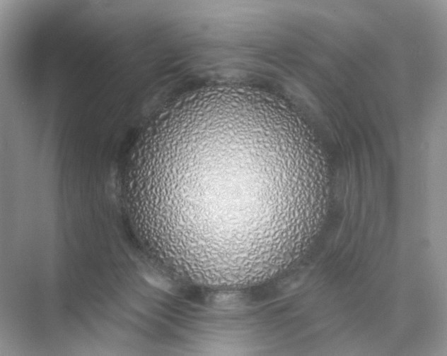 X0000073850173200608312010