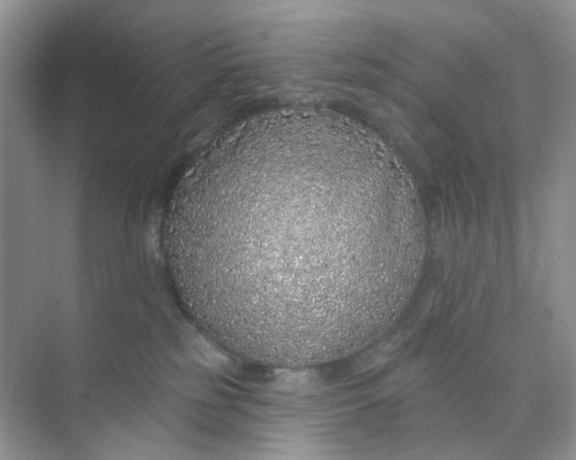 X0000073850185200608312010