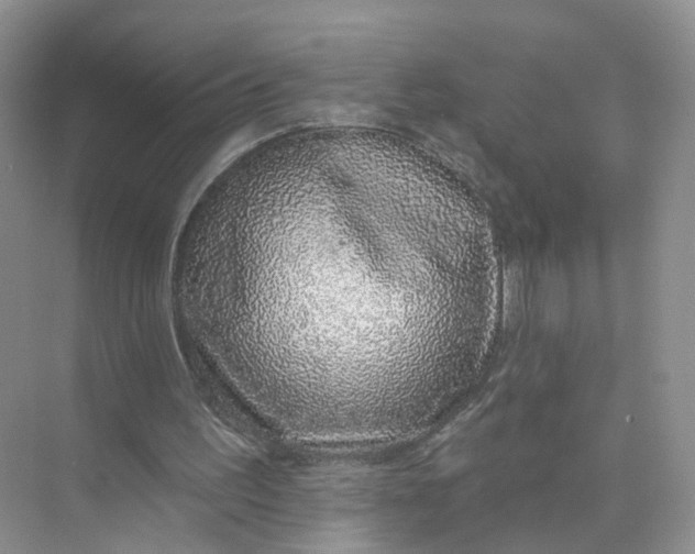 X0000073850195200608312009