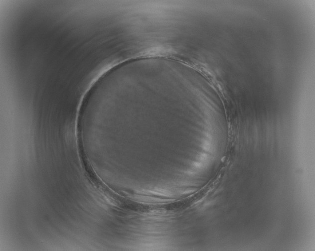 X0000073850196200608312009