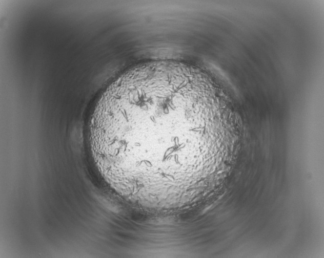 X0000073850202200608312009