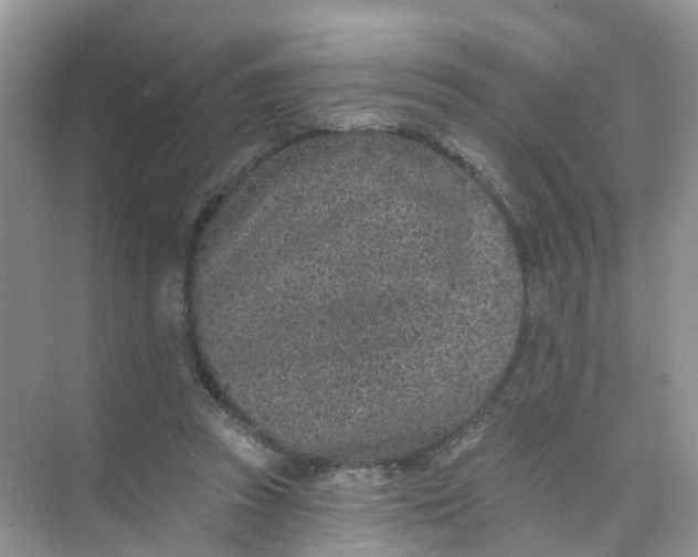 X0000073850353200608312006