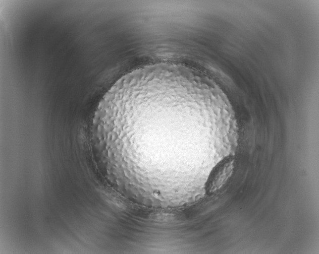 X0000073850361200608312006