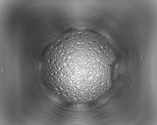 X0000073850365200608312007