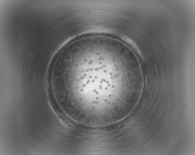 X0000073850436200608312005