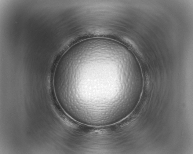 X0000073850447200608312005