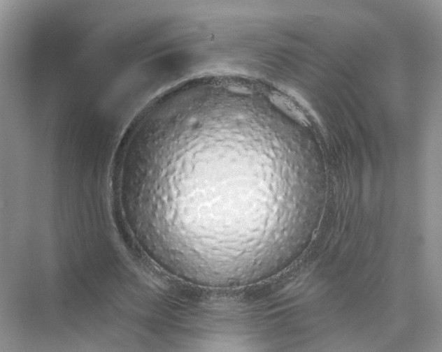 X0000073850487200608312004