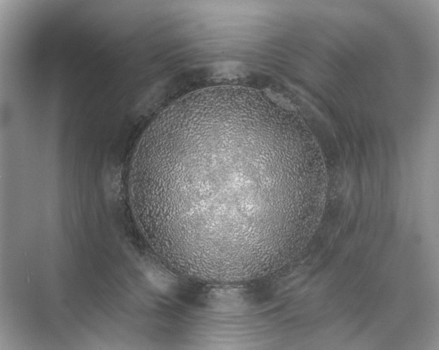 X0000073850560200608312003