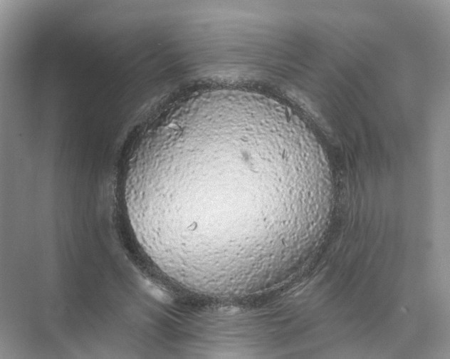 X0000073850590200608312003