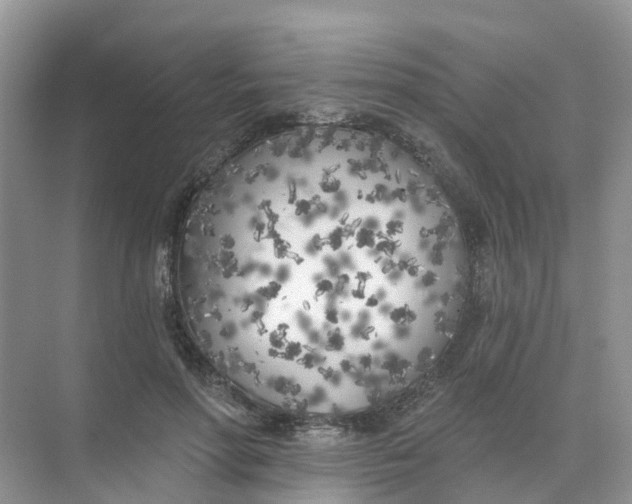 X0000073850598200608312002