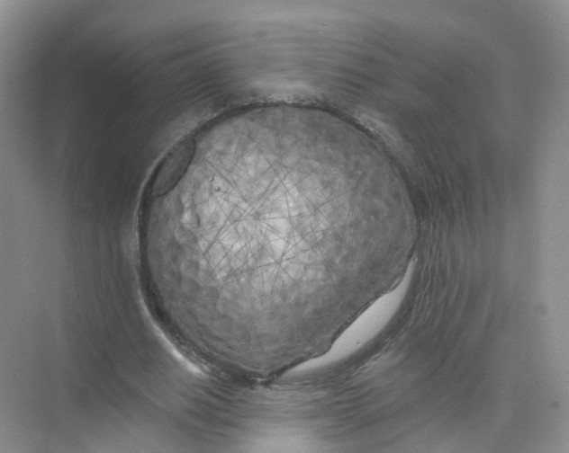 X0000073850630200608312001