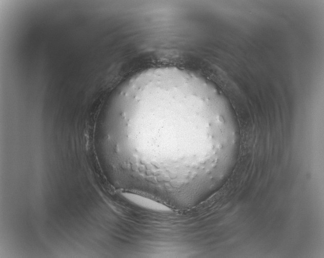 X0000073850703200608312001