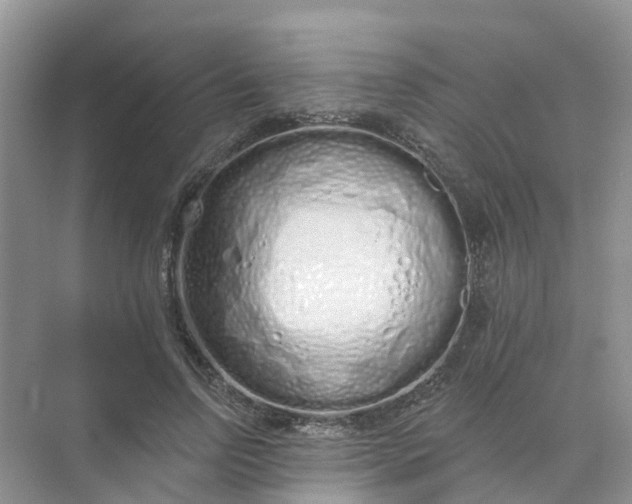 X0000073850742200608312000