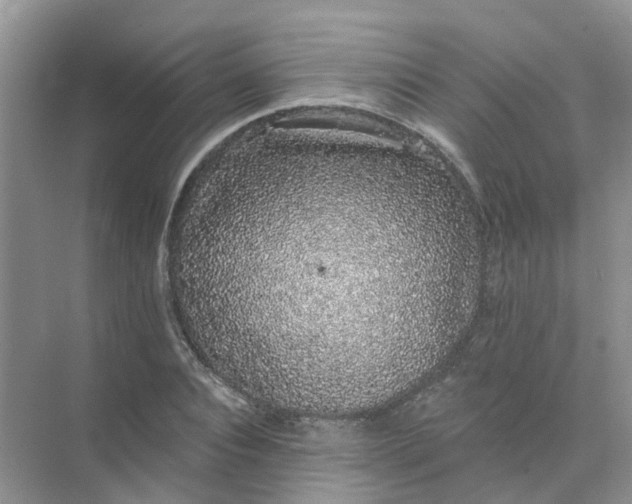 X0000073850928200608311957