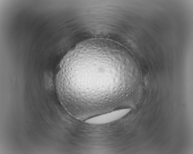 X0000073850963200608311956