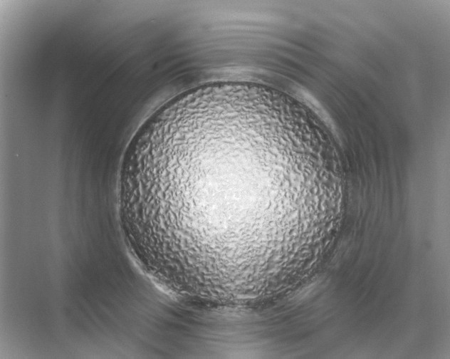 X0000073850994200608311956