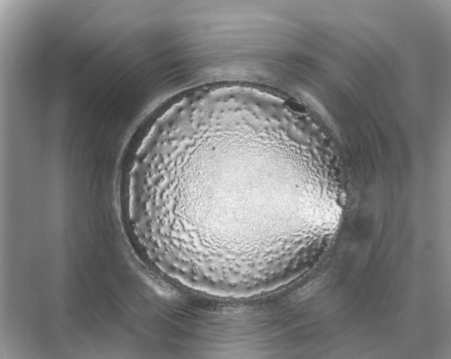 X0000073851035200608311955