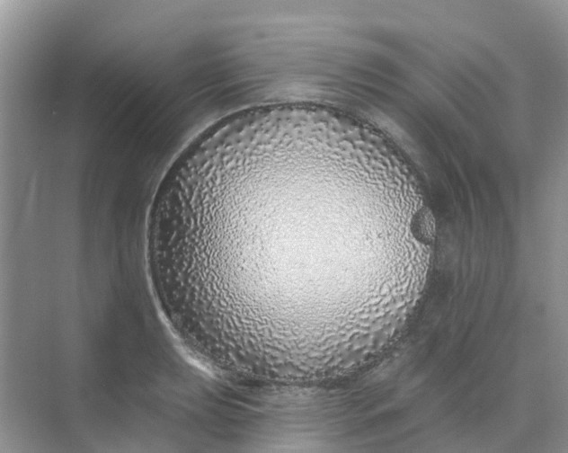 X0000073851039200608311955