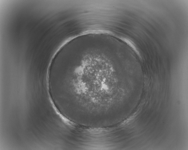 X0000073851046200608311955