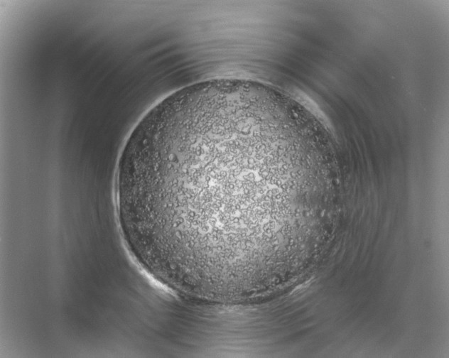 X0000073851084200608311954