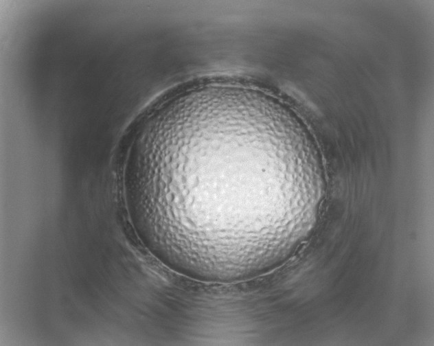 X0000073851208200608311952