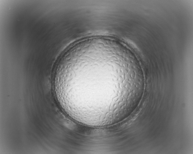 X0000073851212200608311952