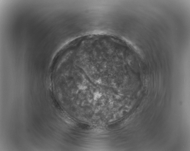 X0000073851262200608311951