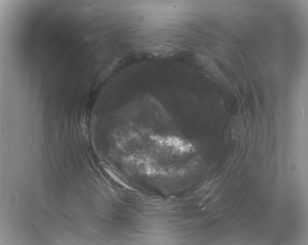 X0000073851298200608311950