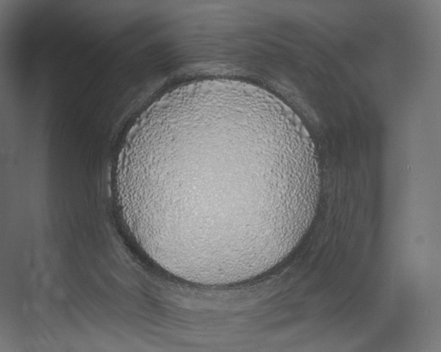 X0000073850014200609071619